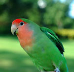 Transporte de loros