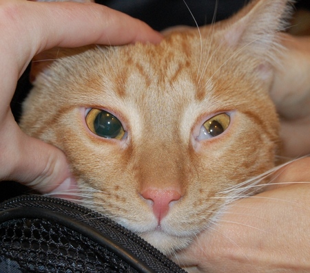 El tercer párpado de un gato: causas, síntomas y tratamiento en el hogar