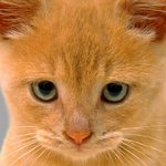 Los gatos tienen ojos puros: qué hacer