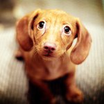 Los ojos del perro se llenan de sangre: qué hacer