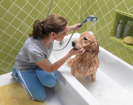 El perro tiene pérdida de cabello: causas y tratamiento