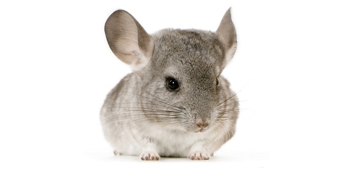 Cuidado de las chinchillas en casa