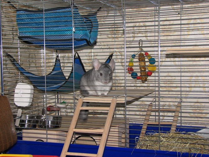 Cómo equipar una jaula para una chinchilla