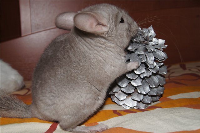 Qué alimentar a la chinchilla