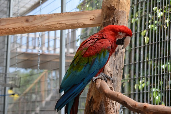 Cuidado para los loros ondulados