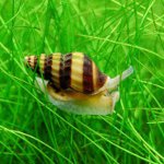 Caracol de Helen