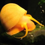 Caracoles ampulares