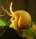 Caracoles en el acuario