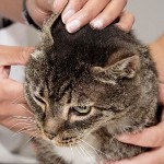 Ácaro del oído en gatos