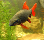 Instalando el acuario