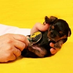 Vacunación de cachorros: ¿qué vacunas se necesitan para el cachorro?