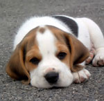 Vacunación de perros Vacunación de perros