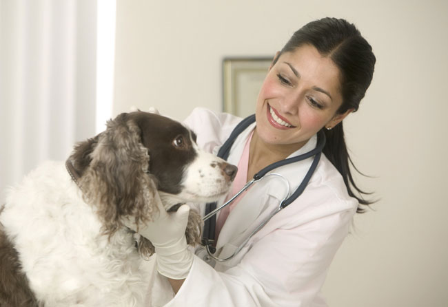 Vacunación de perros