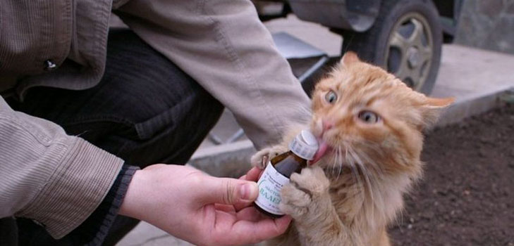 Valeriana para gatos: peligros que enfrenta el propietario