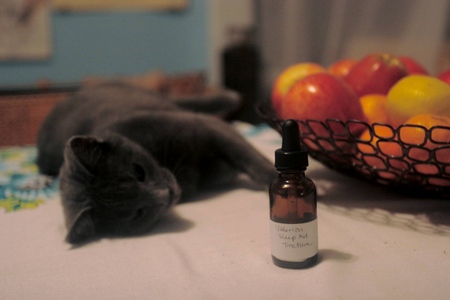 Valeriana para gatos: peligros que enfrenta el propietario