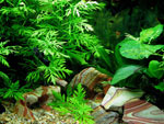 Selección de plantas para el acuario
