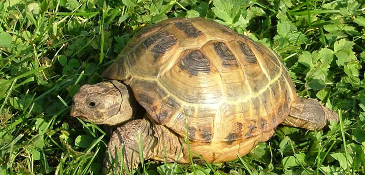 Tipos de tortugas: ¿qué debe recordar antes de comenzar?
