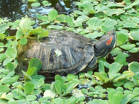 Tipos de tortugas: ¿qué debe recordar antes de comenzar?