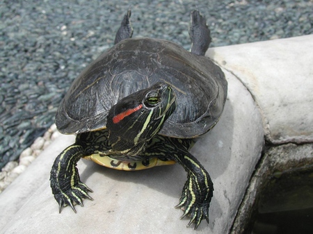 Tipos de tortugas: ¿qué debe recordar antes de comenzar?