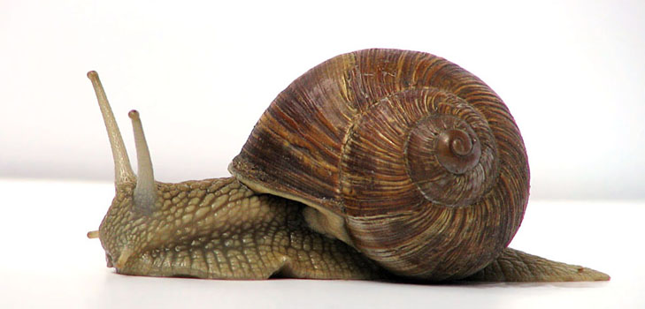 Caracol de uva en casa: recomendaciones de cuidado básico