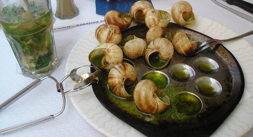 Caracol de uva en casa: recomendaciones de cuidado básico