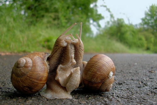 Caracol de uva en casa: recomendaciones de cuidado básico