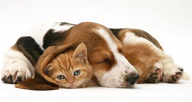 Visita al veterinario