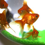 Plagas del acuario: ¿cómo lidiar con ellas?