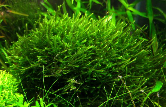 Musgo de Java en tu acuario