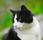 ¿Por qué los gatos comen hierba? ¿Por qué los gatos comen hierba?