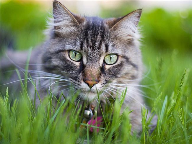 ¿Por qué los gatos comen hierba? ¿Por qué los gatos comen hierba?