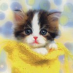 Estreñimiento en el gatito