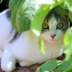 El cambio de siglo en un animal