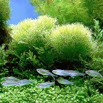 El acuario es verde ¿Qué debería hacer?