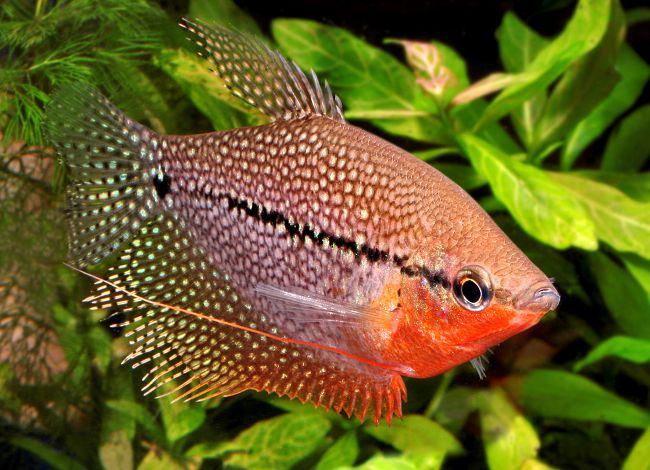 Perla Gourami
