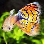 Peces vivíparos en un acuario