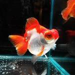 Goldfish-telescopio Goldfish-telescopio