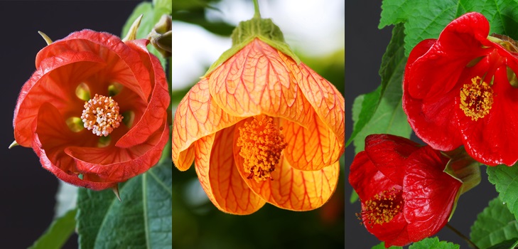 Abutilone