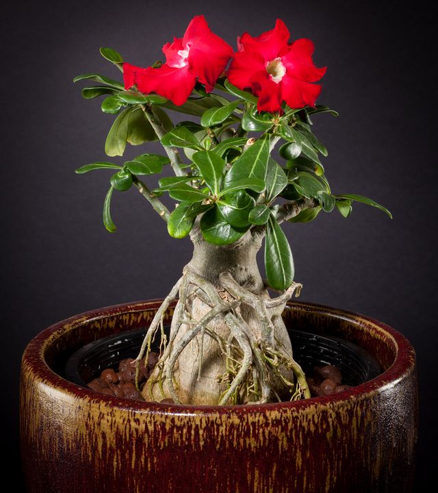 Cuidado para el adenium