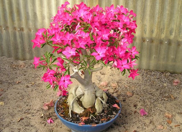Cuidado para el adenium