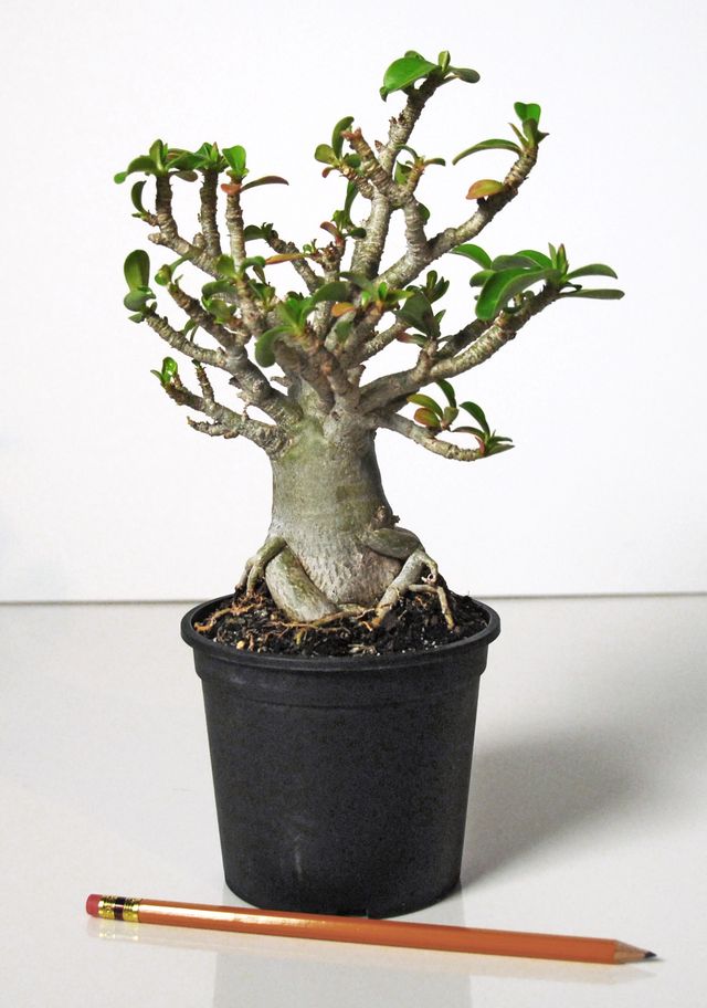 Cuidado para el adenium