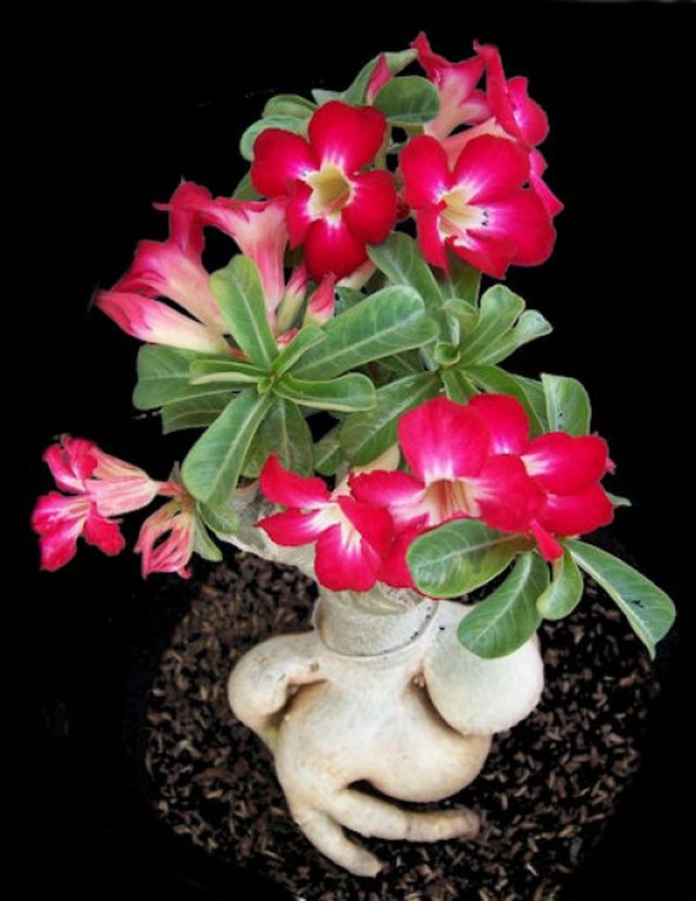 Cuidado para el adenium