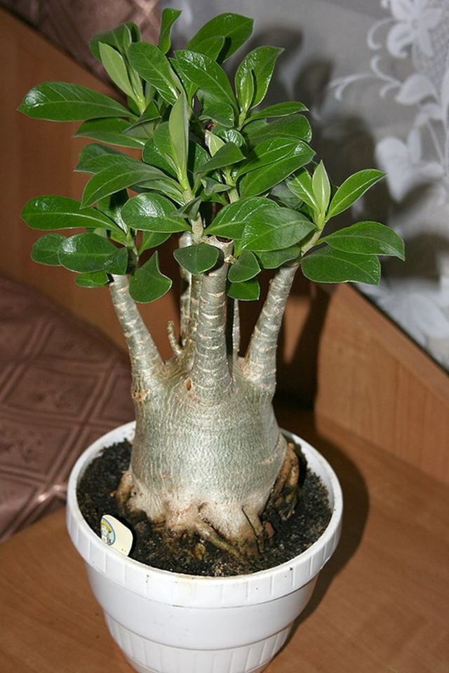 Cuidado para el adenium