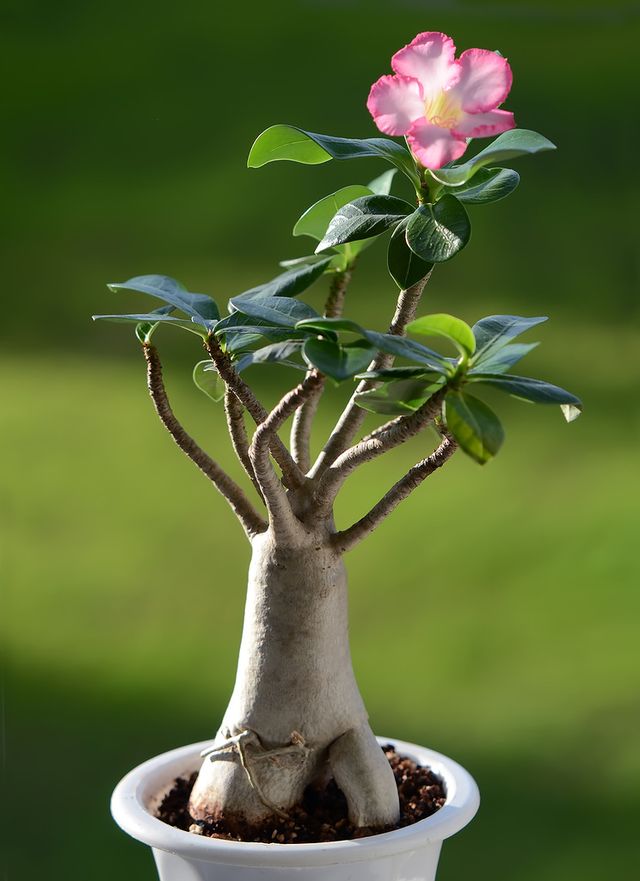 Adenium: atención domiciliaria (foto, video). Cómo cuidar adecuadamente un adenium de flor