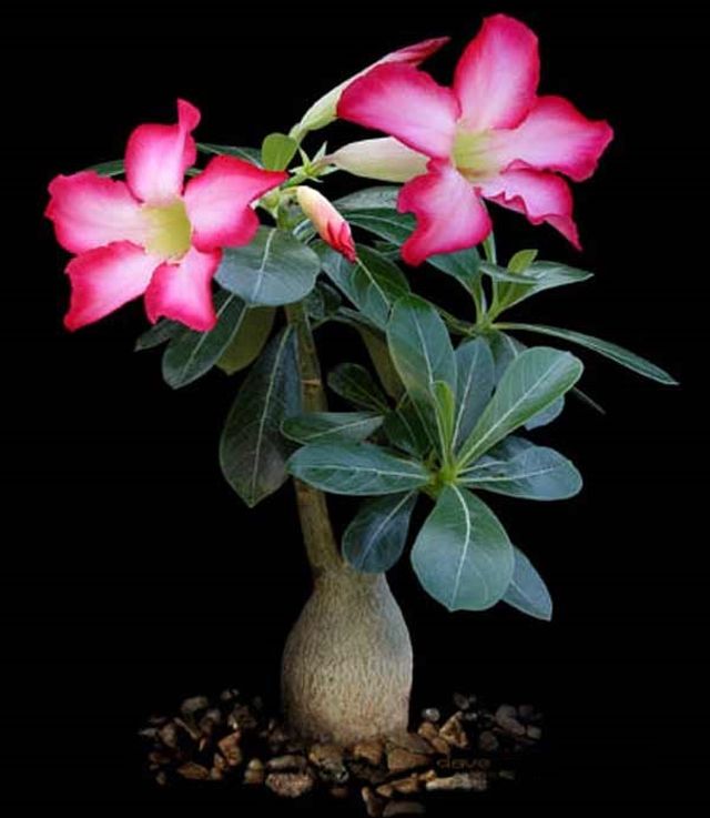 Cuidado para el adenium