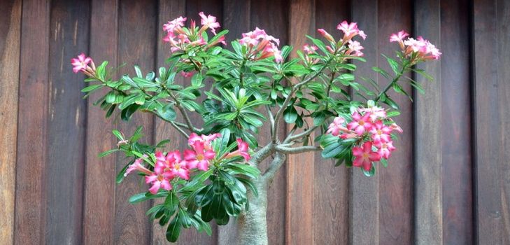 Cuidado para el adenium
