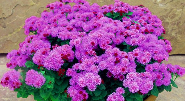 Ageratum: plantación y cuidado. Variedades populares