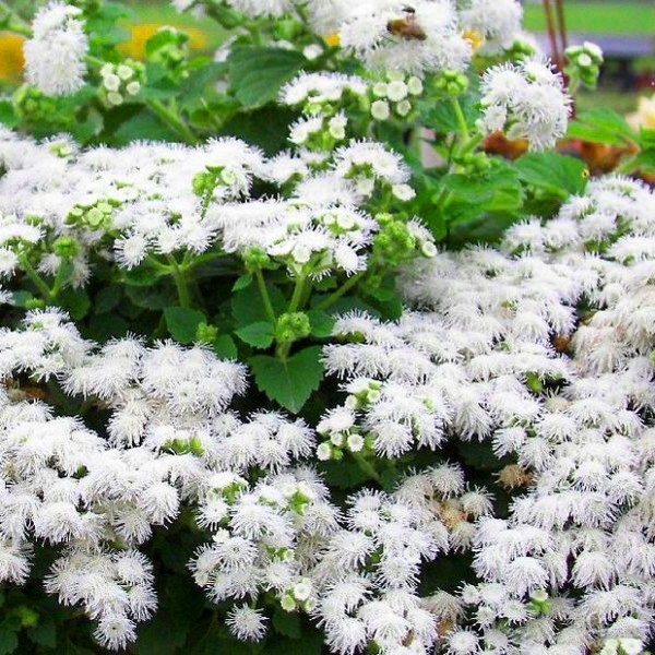 Ageratum: plantación y cuidado. Variedades populares
