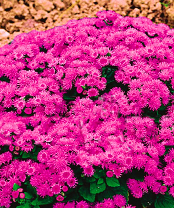 Ageratum: plantación y cuidado. Variedades populares