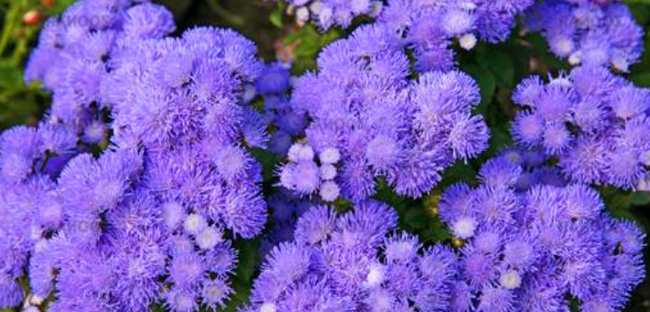 Ageratum: plantación y cuidado. Variedades populares